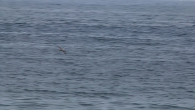 Northern Fulmar - ML215120561