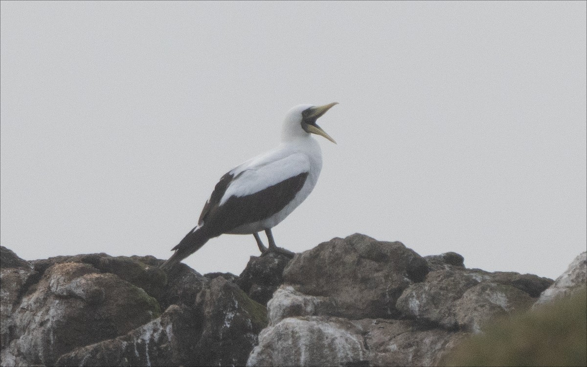 藍臉鰹鳥 - ML215124391