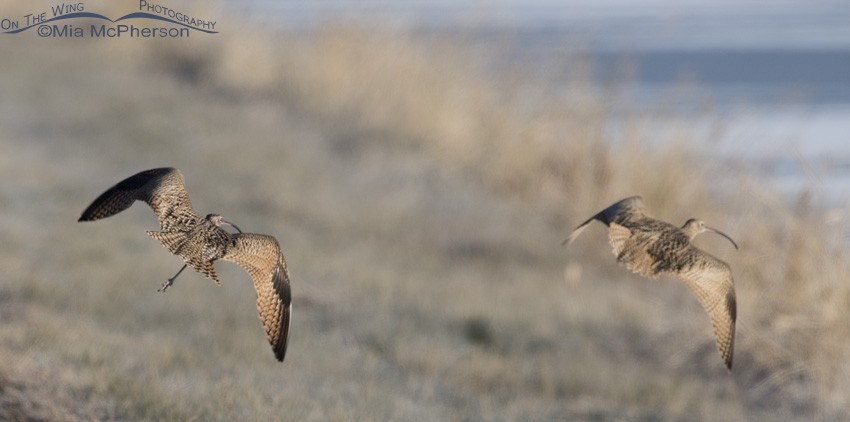 Long-billed Curlew - ML21512541