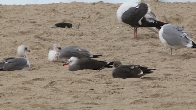 Heermann's Gull - ML215126621