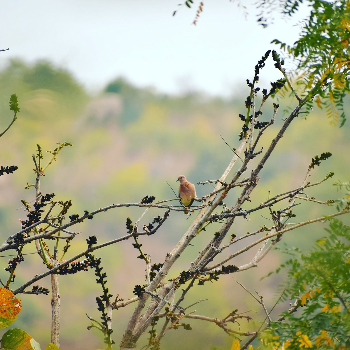 Laughing Dove - Ashraf Shaikh