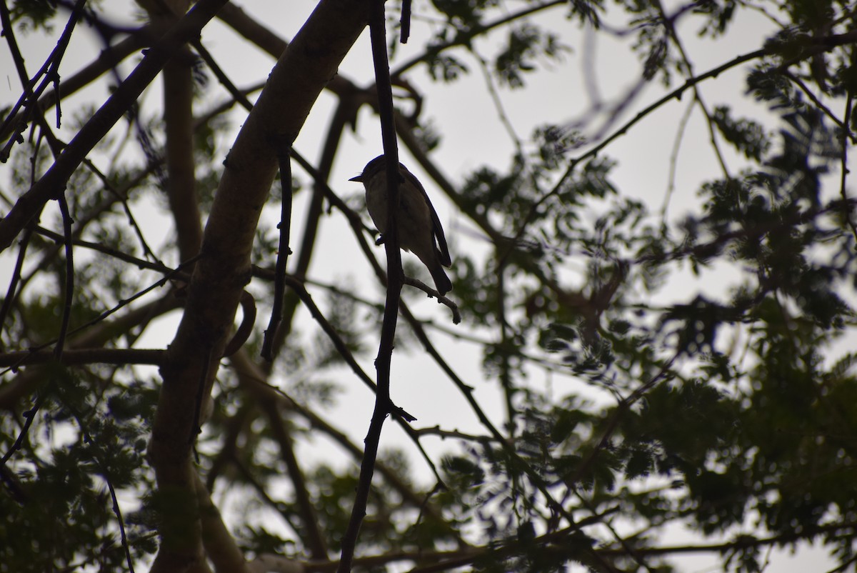 Asian Brown Flycatcher - ML215127261