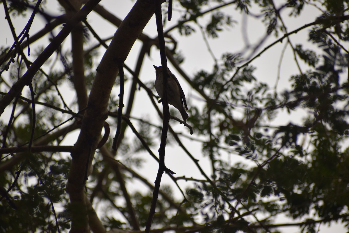 Asian Brown Flycatcher - ML215127271