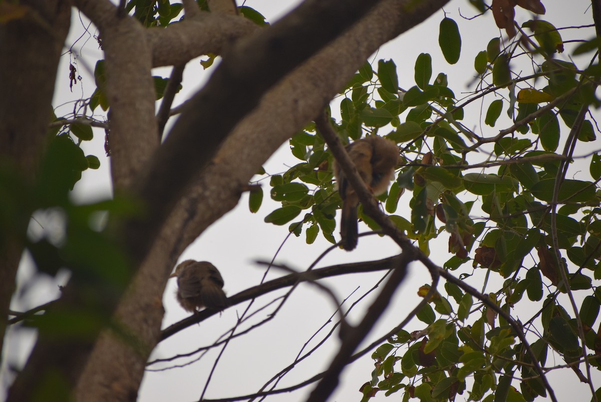 Yellow-billed Babbler - ML215127341