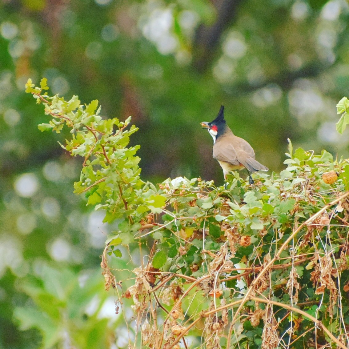 Red-whiskered Bulbul - ML215127651