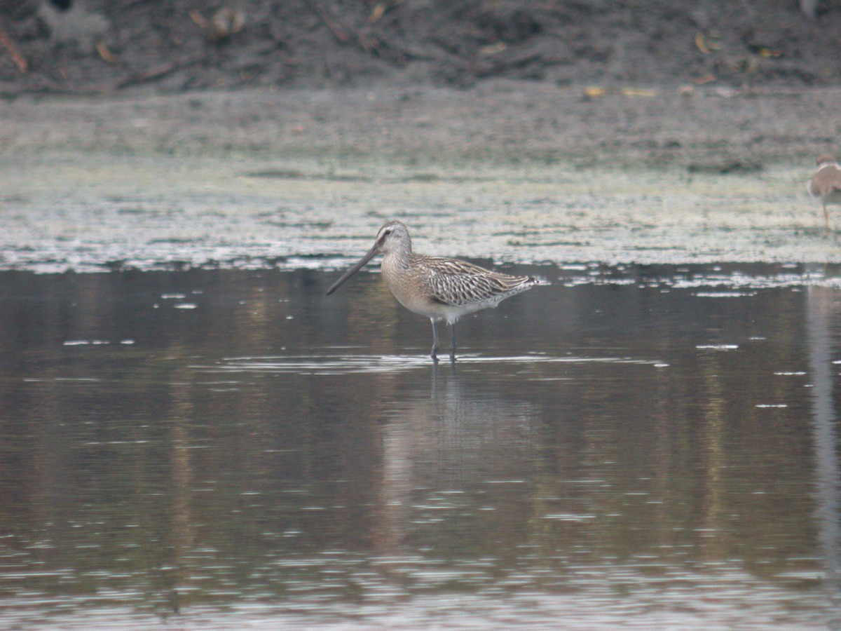 Asian Dowitcher - ML215128391