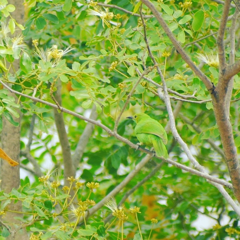 Jerdon's Leafbird - Ashraf Shaikh