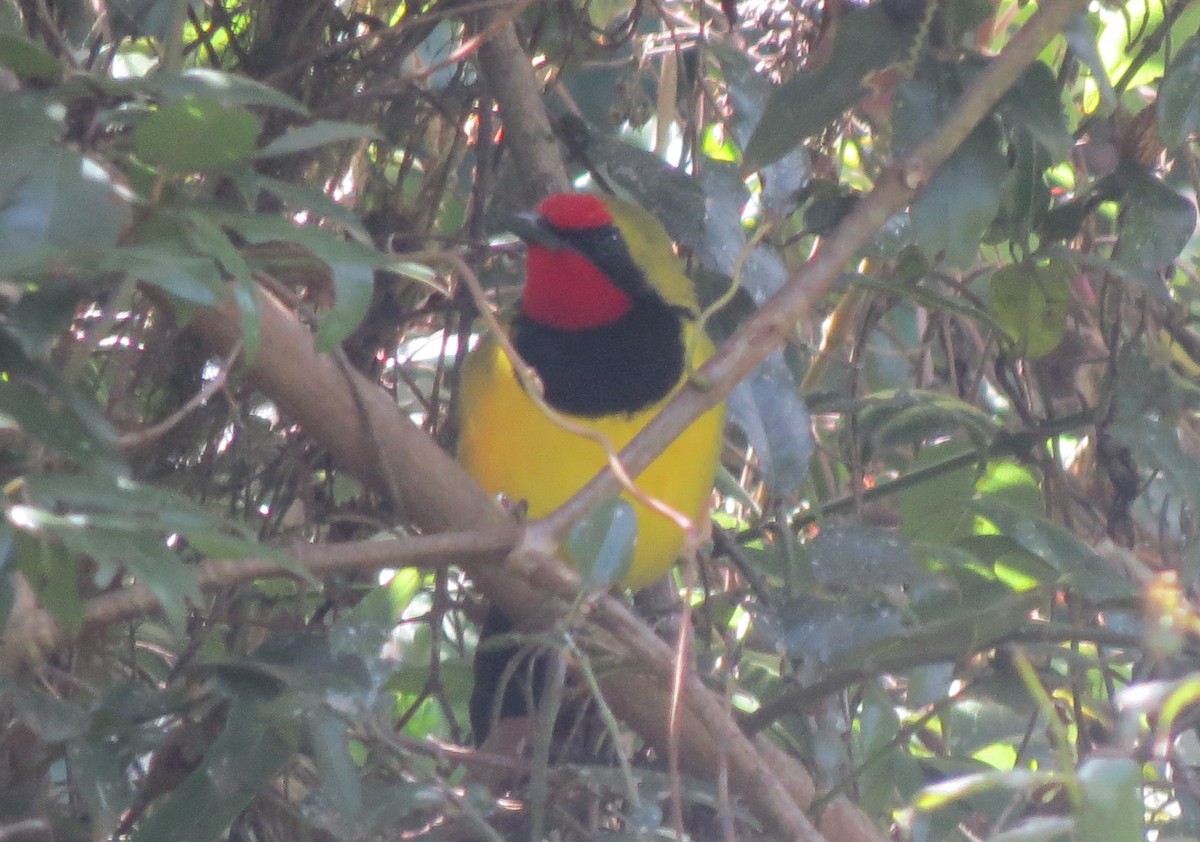 Doherty's Bushshrike - ML215129411