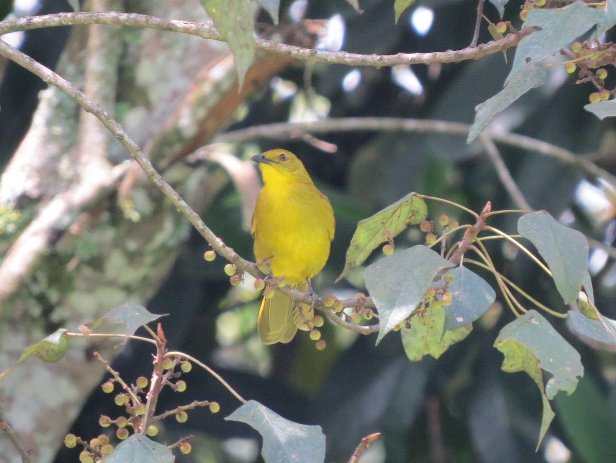 Joyful Greenbul - James Bradley