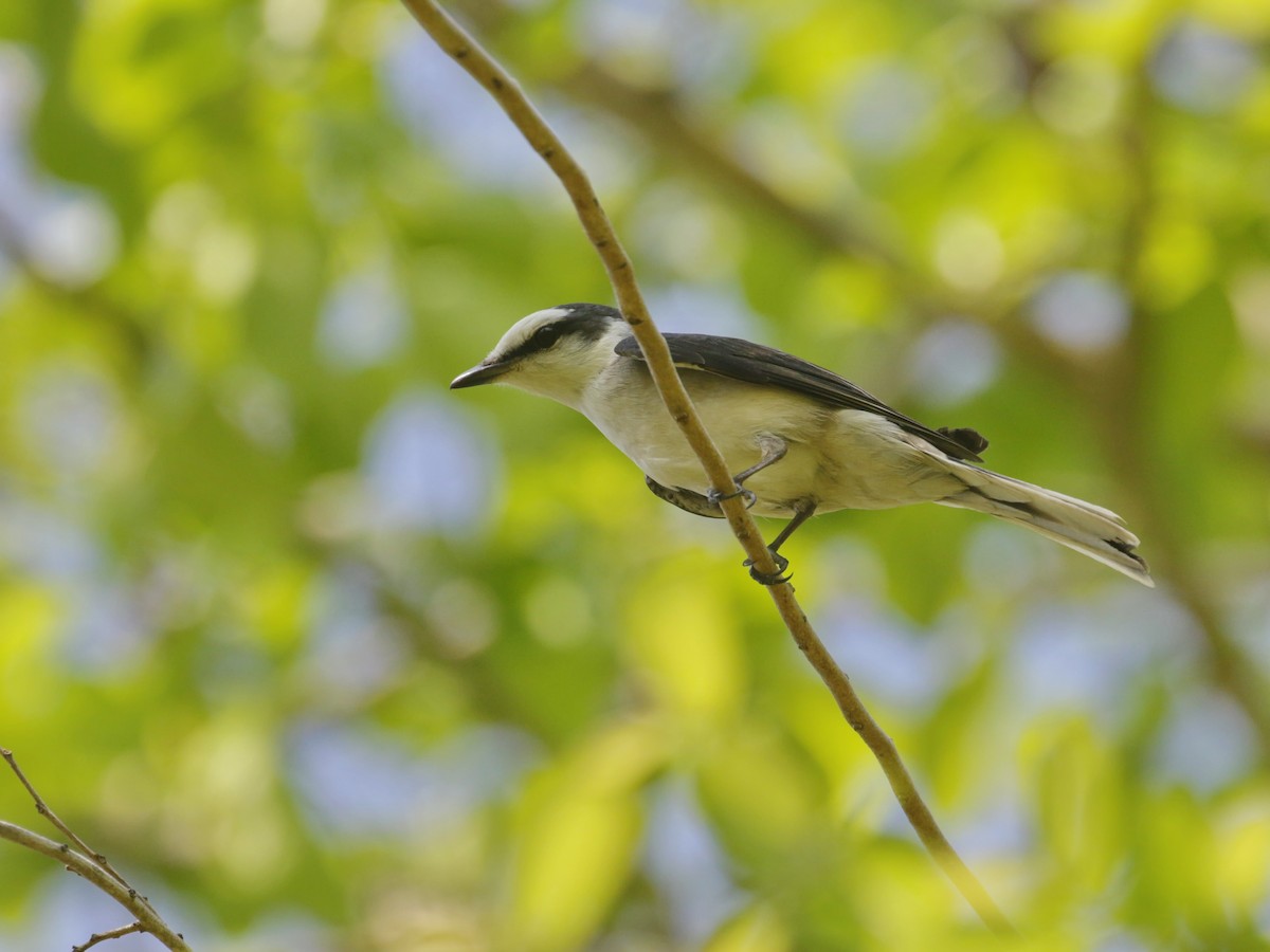 Brown-rumped Minivet - ian dugdale