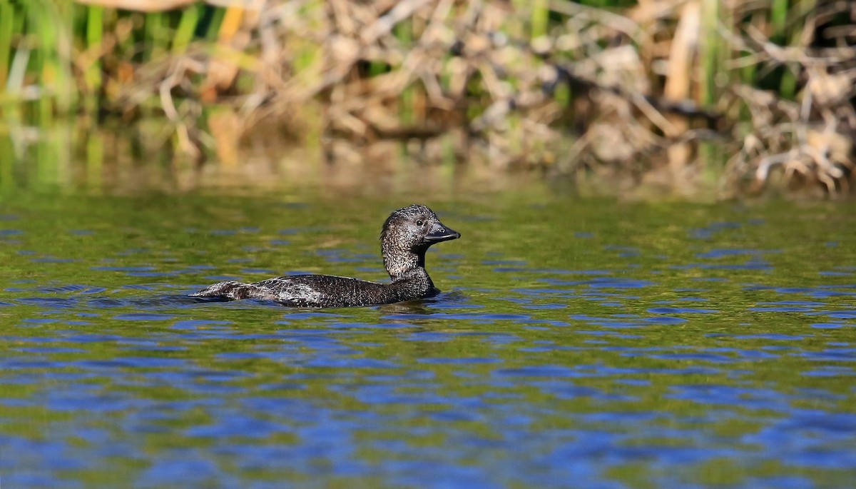 Musk Duck - ML215133881