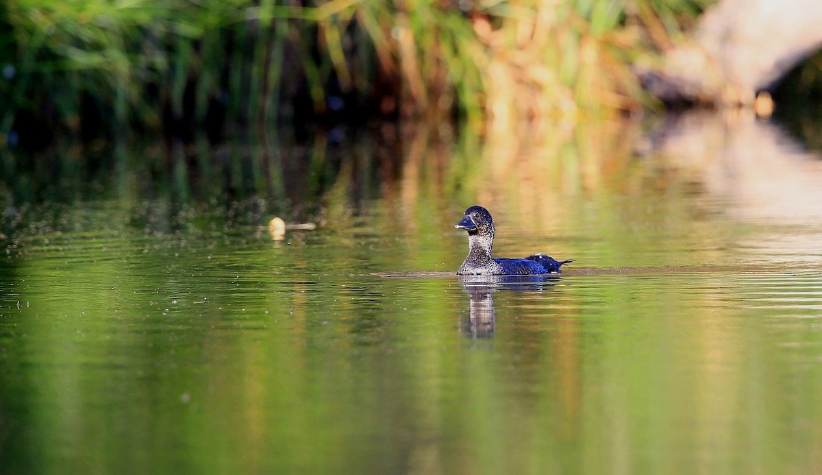 Musk Duck - ML215133891