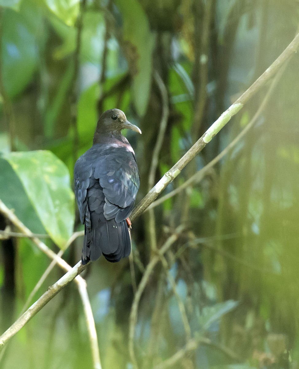 New Guinea Bronzewing - ML215134271