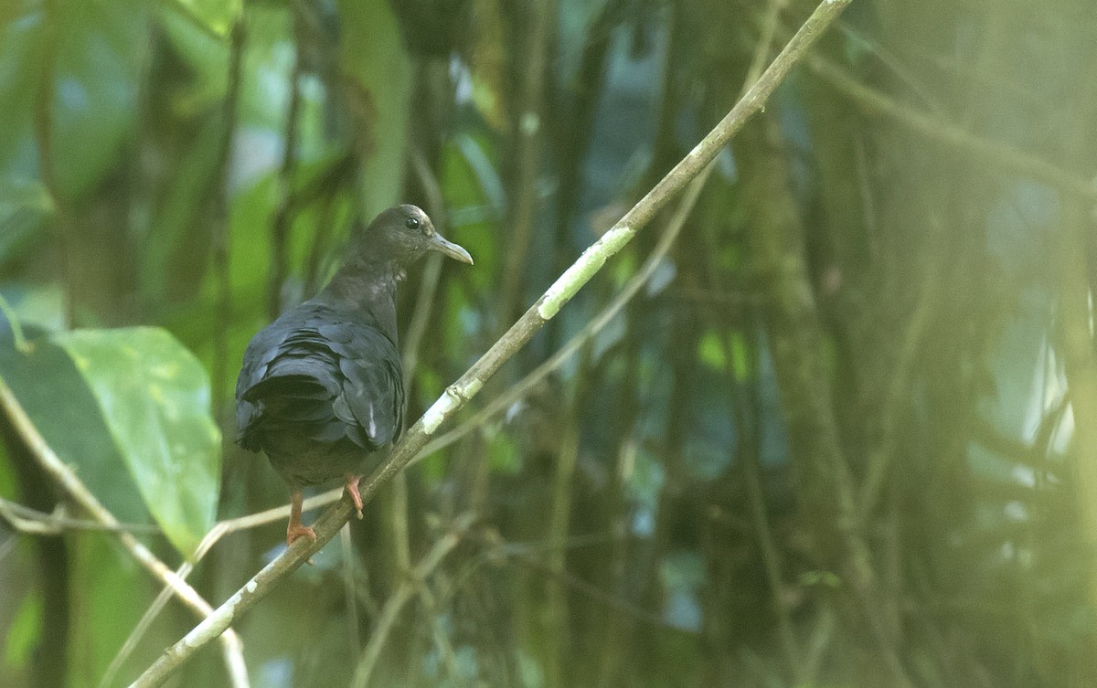 New Guinea Bronzewing - ML215134301