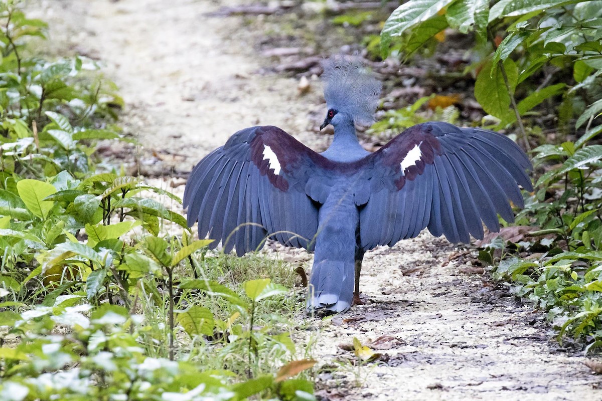 Western Crowned-Pigeon - ML215134371