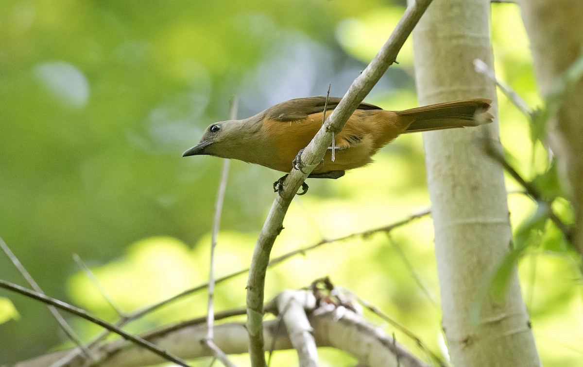 Raja Ampat Pitohui - Daniel López-Velasco | Ornis Birding Expeditions