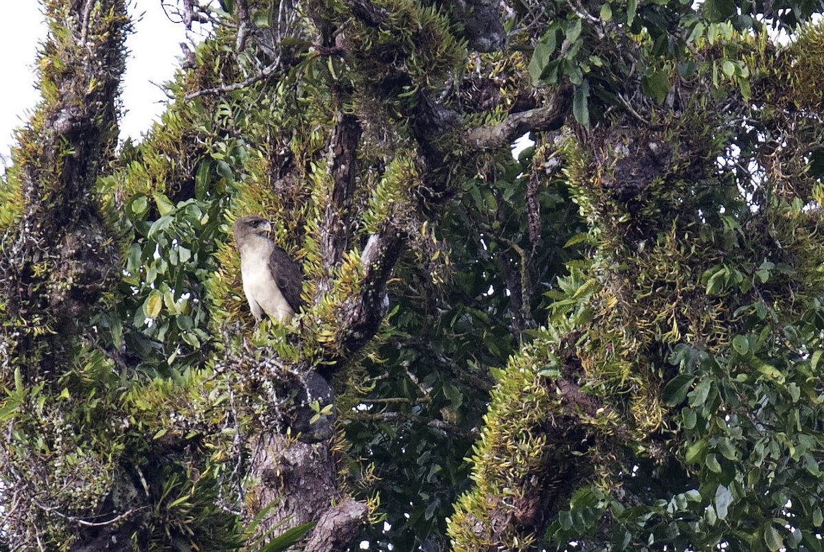 New Guinea Eagle - ML215134781