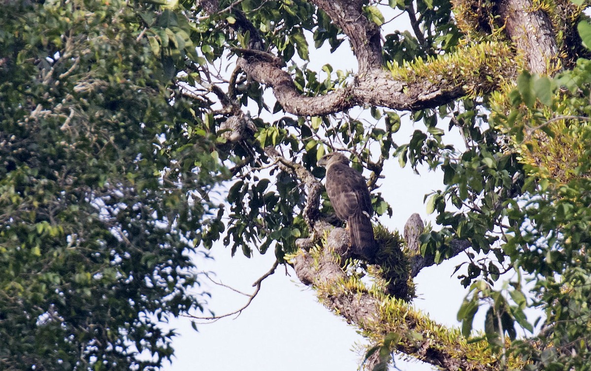 New Guinea Eagle - ML215134791