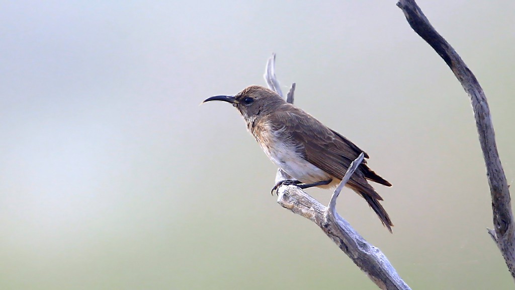 Black Honeyeater - ML215135481
