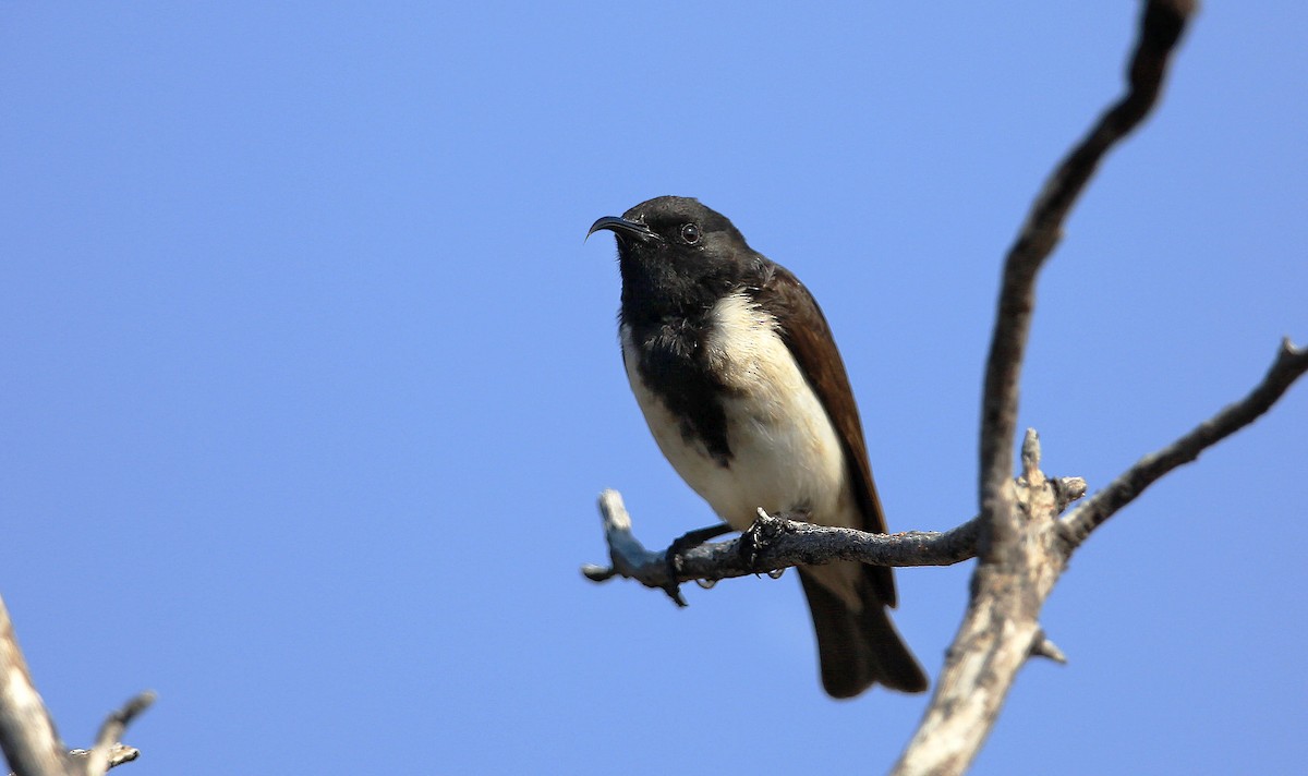 Black Honeyeater - ML215135911