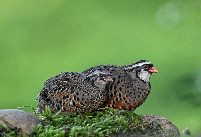 Painted Bush-Quail - ML215137071