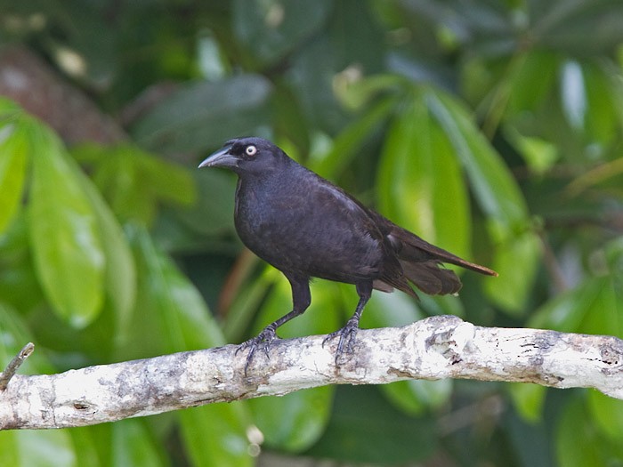 Giant Cowbird - ML215137341