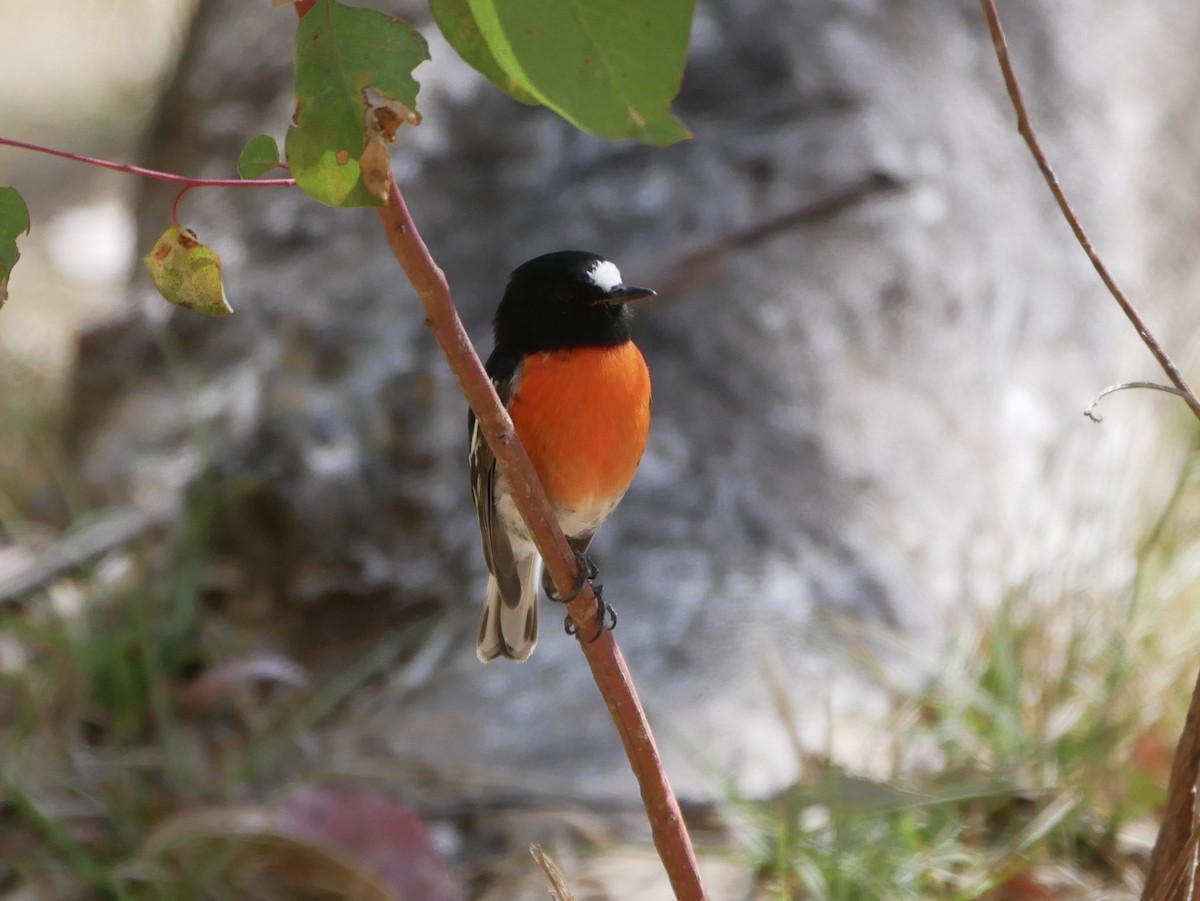 Scarlet Robin (Campbell's) - ML215137721
