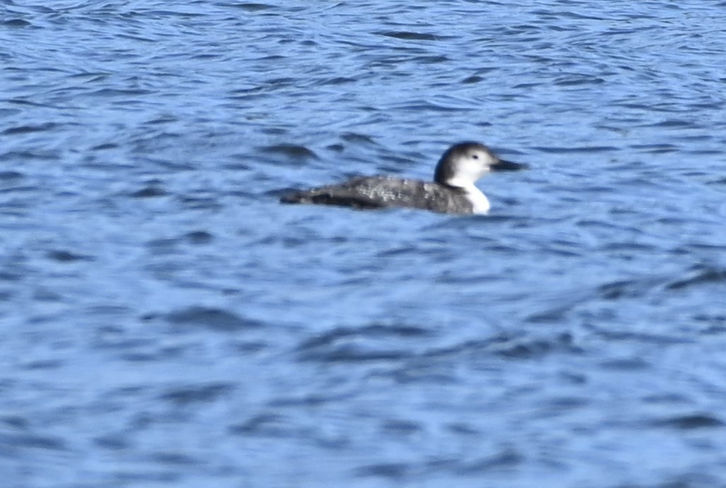 Common Loon - ML215138111