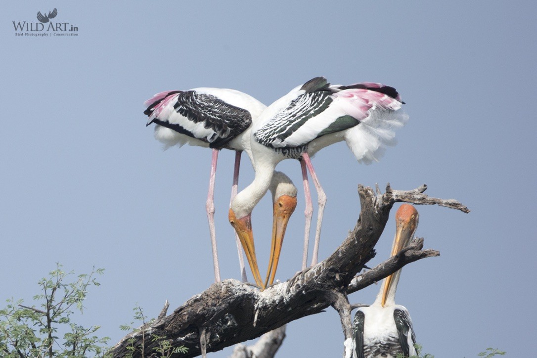 Painted Stork - ML215138961