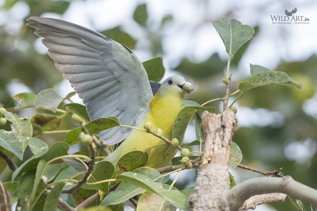 Yellow-footed Green-Pigeon - ML215139291