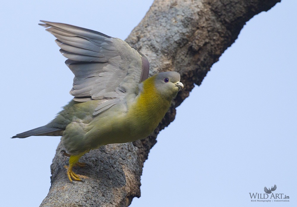 Yellow-footed Green-Pigeon - ML215139301