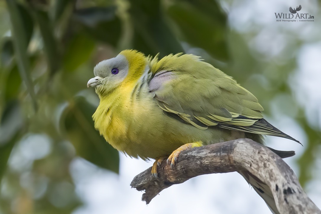 Yellow-footed Green-Pigeon - Esha Munshi