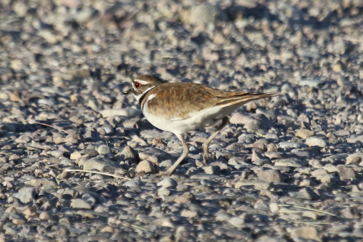 Killdeer - ML215139801