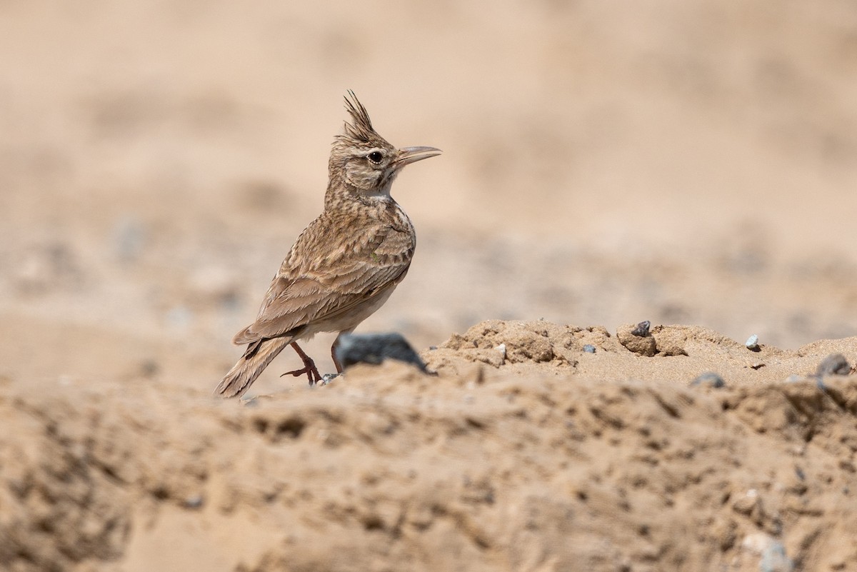 Crested Lark - Laurent Esselen