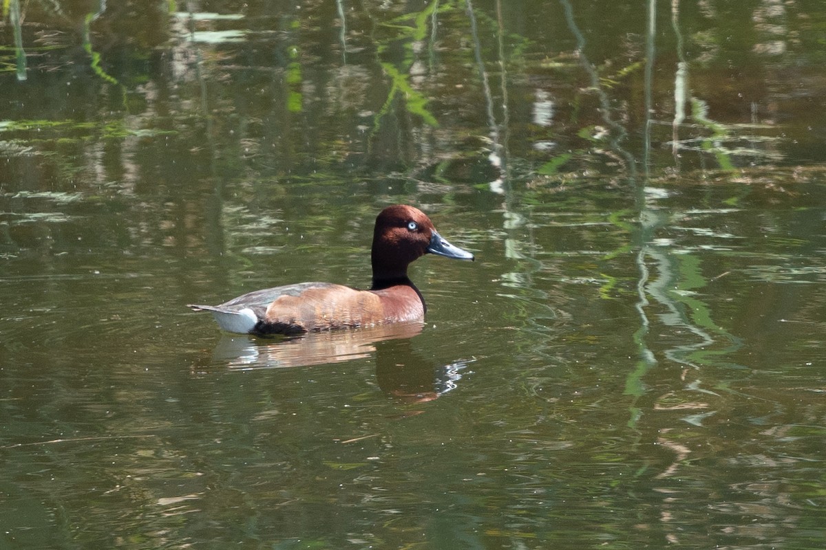 Ferruginous Duck - ML215139901