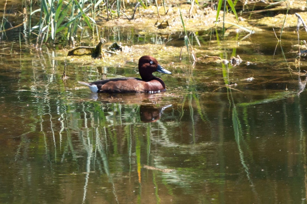 Ferruginous Duck - ML215139911