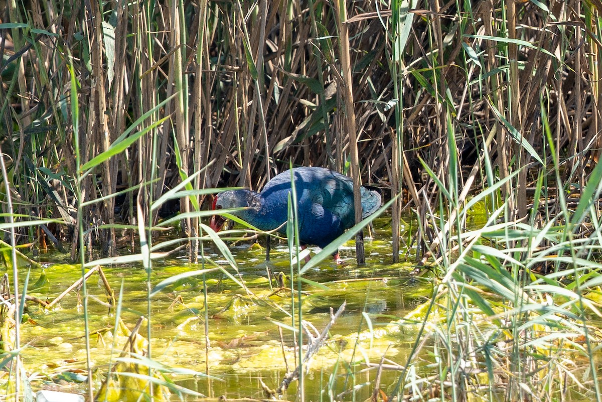 Gray-headed Swamphen - Laurent Esselen