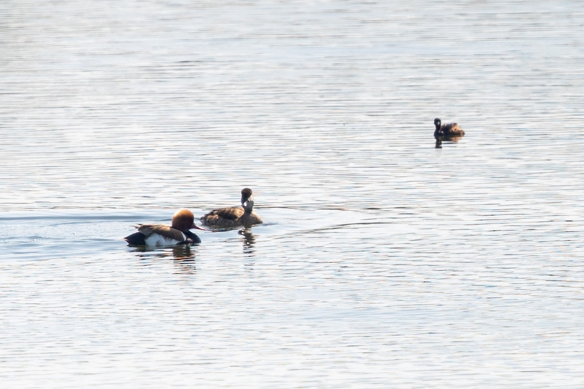 Red-crested Pochard - Laurent Esselen