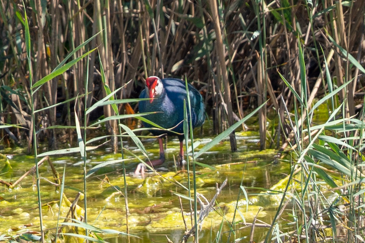 Gray-headed Swamphen - Laurent Esselen