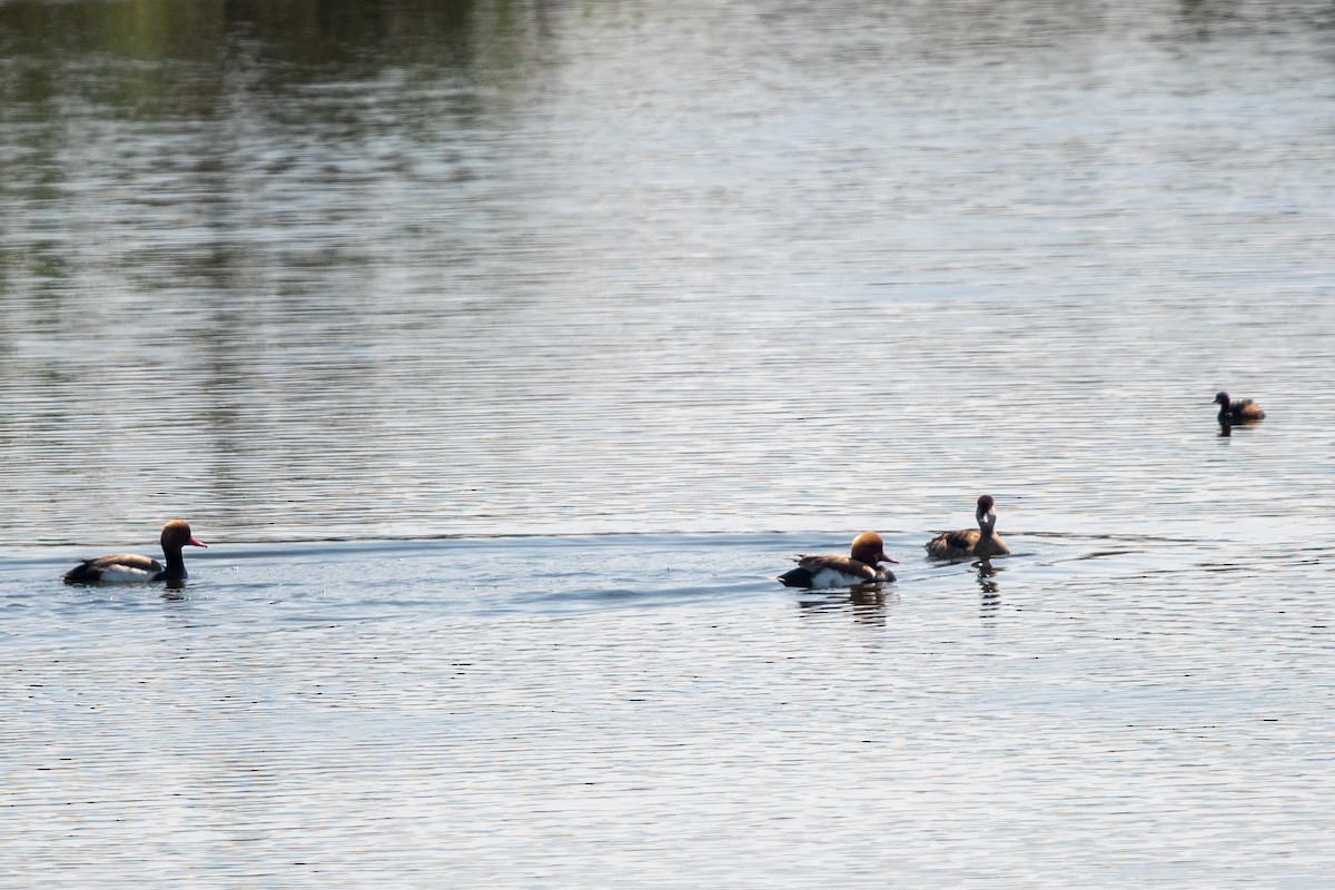 Red-crested Pochard - ML215139971