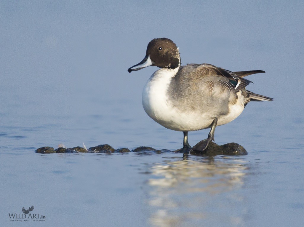 Northern Pintail - Esha Munshi