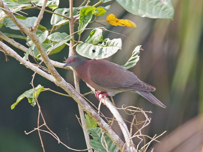 Pale-vented Pigeon - ML215140691