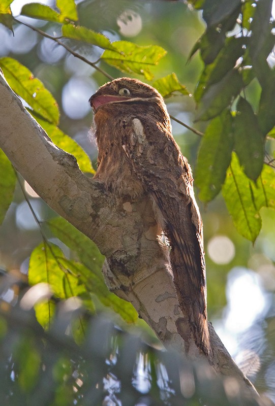 Long-tailed Potoo - ML215141271