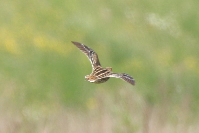 Great Snipe - ML215142221