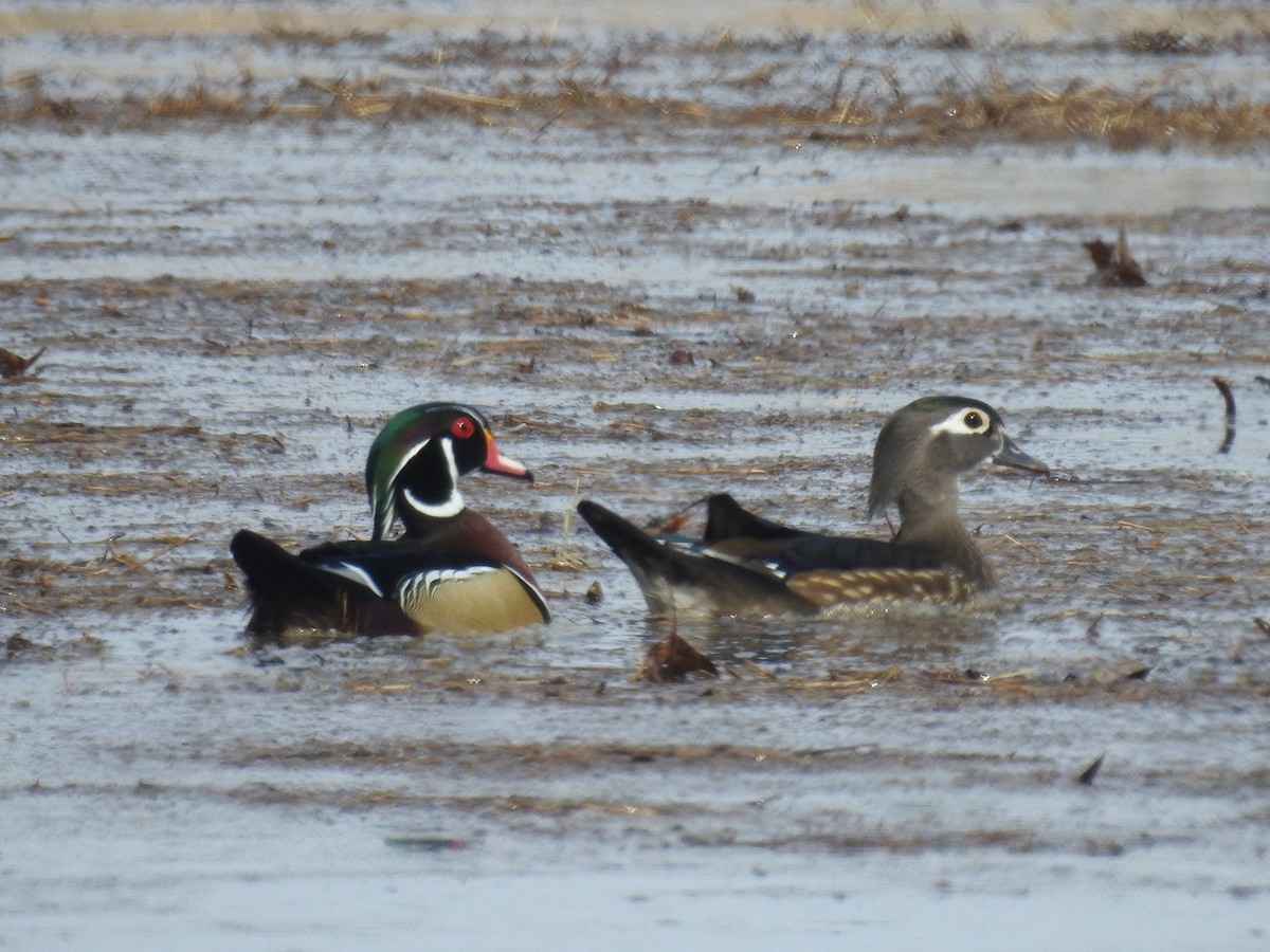 Wood Duck - Amy Lyyski