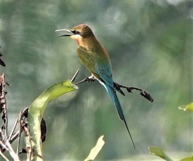 Blue-tailed Bee-eater - ML215143351