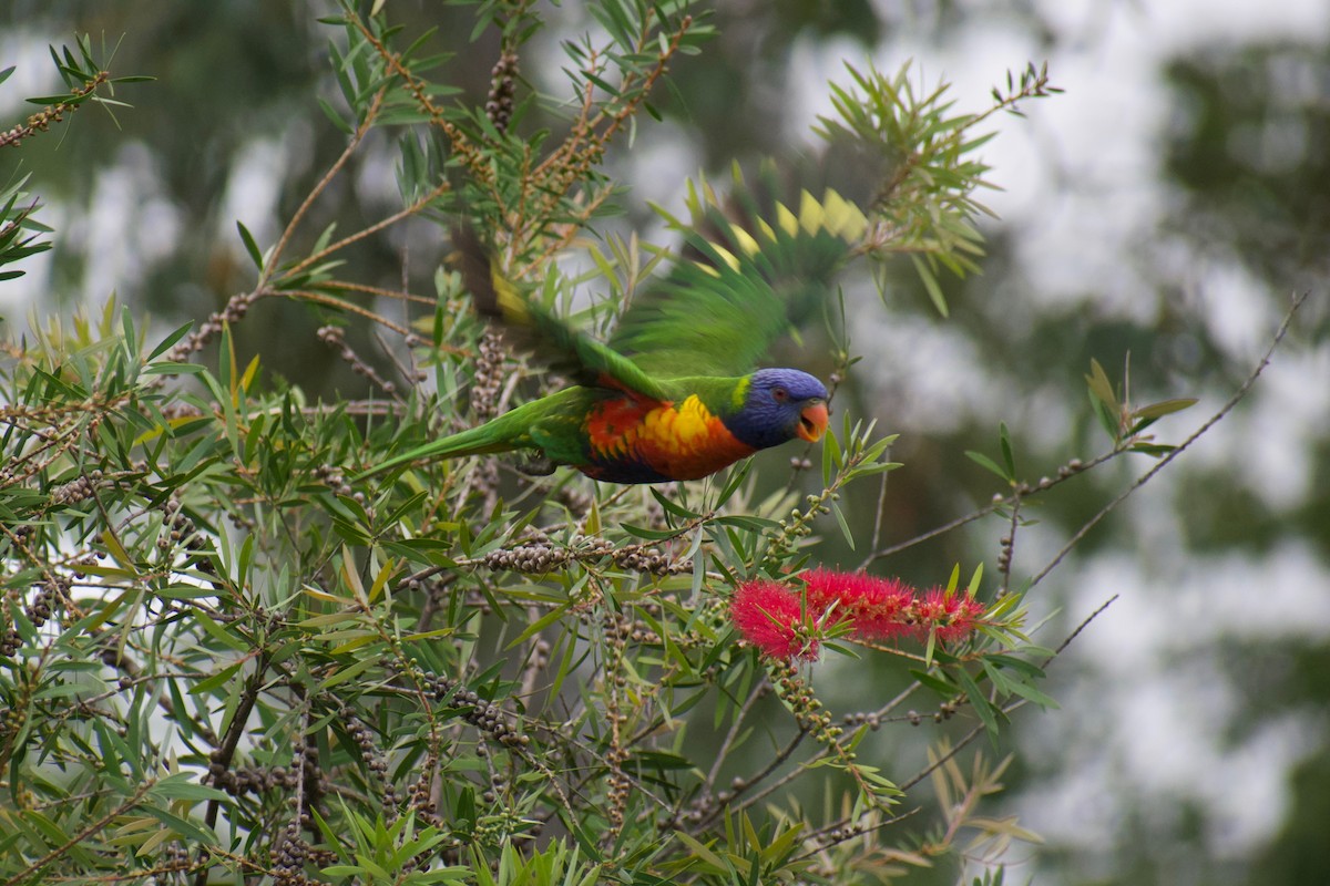 Rainbow Lorikeet - ML215145431