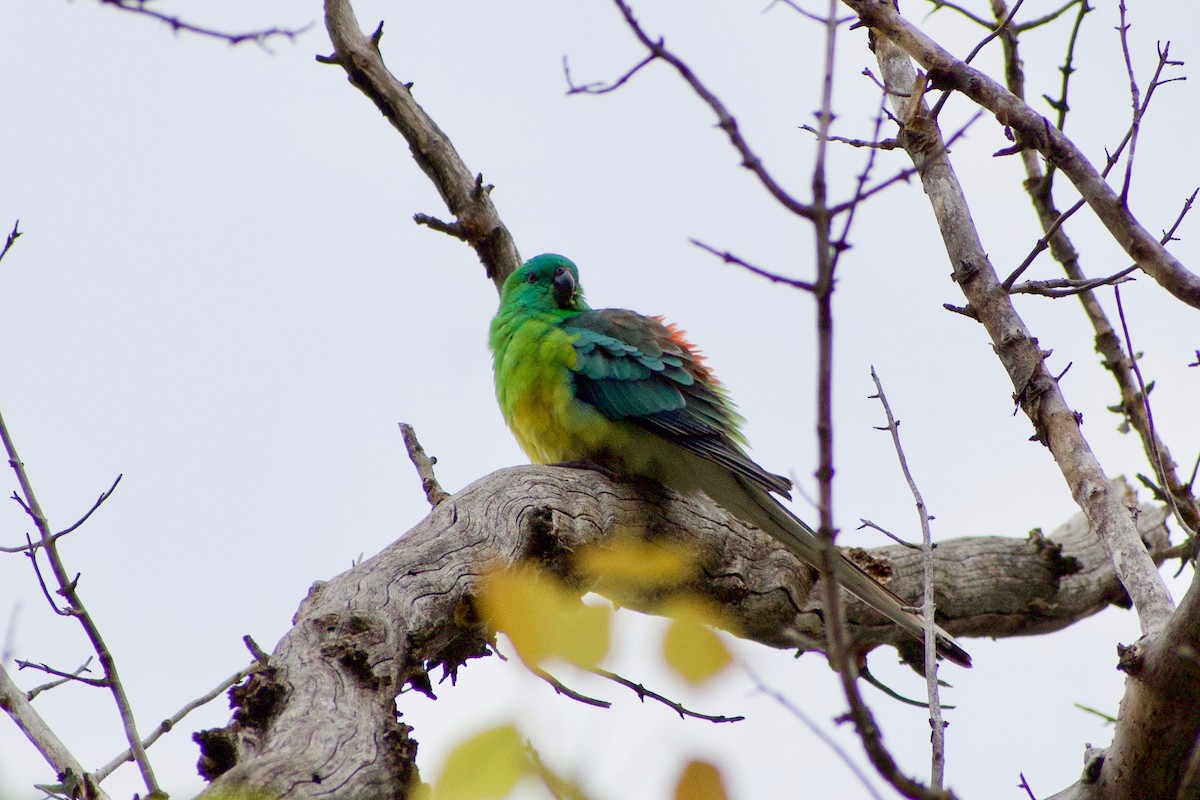 Red-rumped Parrot - ML215145461