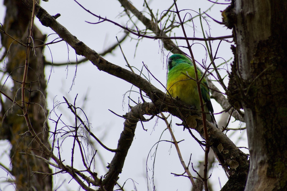 Red-rumped Parrot - ML215145471