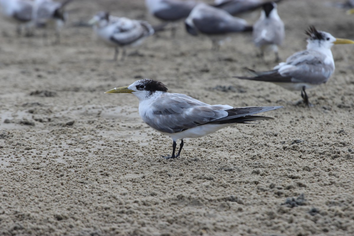 Great Crested Tern - Patrick Brabant